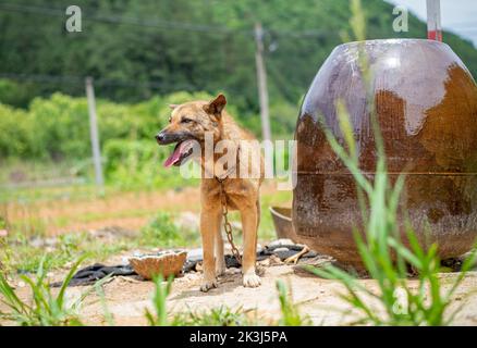 Der lokale Hund im ländlichen China -- der chinesische Pastoralhund Stockfoto