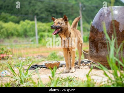 Der lokale Hund im ländlichen China -- der chinesische Pastoralhund Stockfoto