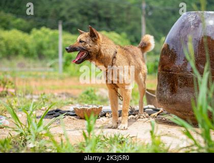 Der lokale Hund im ländlichen China -- der chinesische Pastoralhund Stockfoto