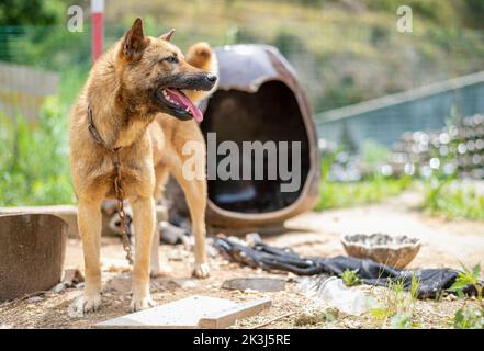 Der lokale Hund im ländlichen China -- der chinesische Pastoralhund Stockfoto