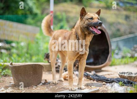 Der lokale Hund im ländlichen China -- der chinesische Pastoralhund Stockfoto