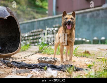 Der lokale Hund im ländlichen China -- der chinesische Pastoralhund Stockfoto
