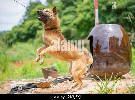 Der lokale Hund im ländlichen China -- der chinesische Pastoralhund Stockfoto