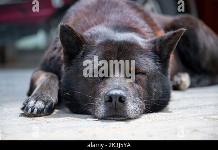 Der lokale Hund im ländlichen China -- der chinesische Pastoralhund Stockfoto