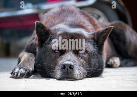 Der lokale Hund im ländlichen China -- der chinesische Pastoralhund Stockfoto