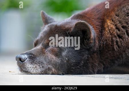 Der lokale Hund im ländlichen China -- der chinesische Pastoralhund Stockfoto