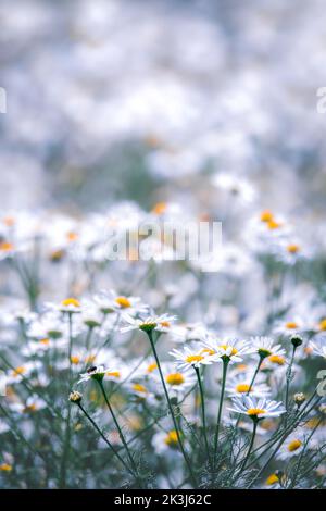 Ein Feld von Gänseblümchen mit den Blumen vorne im Fokus, verschwommener Bokeh-Hintergrund, Kopierraum, negativer Raum, vertikal Stockfoto