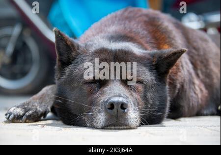 Der lokale Hund im ländlichen China -- der chinesische Pastoralhund Stockfoto