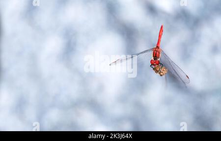 Eine große rote Libelle mit einem verschwommenen Bokeh, hellblauem Hintergrund, Minimalismus, Kopierraum, negativem Raum, Horizontal Stockfoto