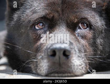 Der lokale Hund im ländlichen China -- der chinesische Pastoralhund Stockfoto
