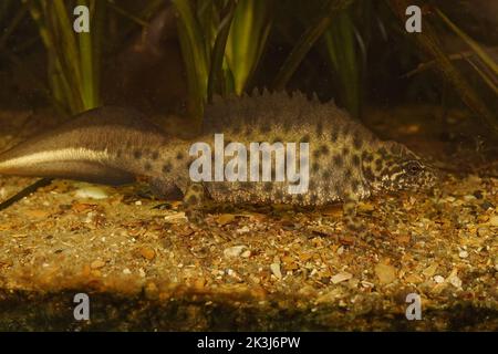 Nahaufnahme eines aqutischen männlichen europäischen Buresch-Haubenmolchs, Triturus ivanbureschi in Zuchtfarben unter Wasser Stockfoto