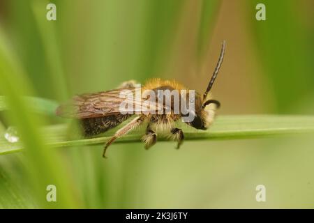 Nahaufnahme einer niedlichen, braun behaarten Coppice Mining Bee, Anderena helvola, die auf einem Strohhalm Gras auf dem Feld sitzt Stockfoto