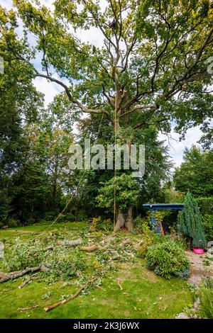 Große Zweige einer Eiche (Quercus robur) werden von einem Baumchirurgen in einem Garten in Surrey, Südostengland, einer Kronenreduzierung unterzogen Stockfoto