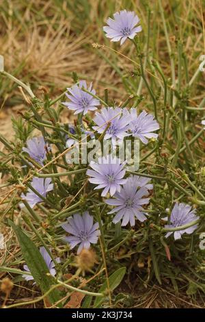 Nahaufnahme einer blau blühenden mediterranen wilden Cichory-Blume, Cichorium intybus im Feld Stockfoto