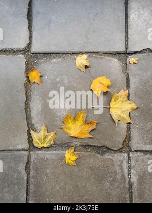 Gelb gefallene Ahornblätter auf alten Pflasterplatten. Flaches Layout. Stockfoto