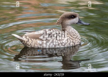 Marmorierte Ente oder marmorierte Teal, Marmaronetta angustirostris, Schwimmen auf einem See. Stockfoto