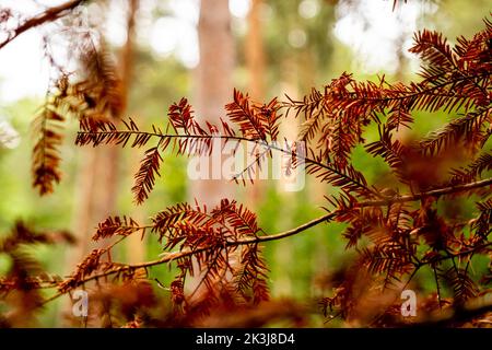 Braune Blätter gehen in den Wald Stockfoto
