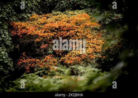 Herbstbaum geht in den Wald Stockfoto