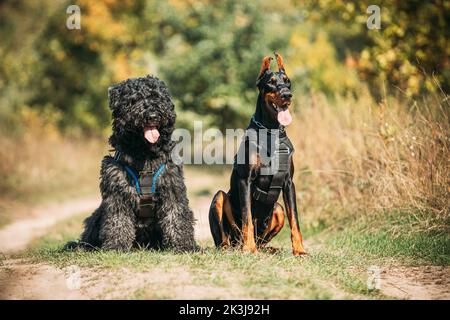 Schöner Dobermann Hund und Bouvier des Flandres Hund lustig zusammen sitzen im Freien auf Landstraße im Herbst Tag. Lustiges Bouvier des Flandres Stockfoto