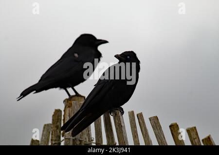 Eine Aufnahme von zwei schwarzen Krähen, die auf einem Holzzaun in Formby Beach, Merseyside, thront Stockfoto