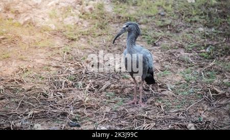 Sonnenterbe in Feuchtgebieten pantanal, Pantanal, Mato Grosso, Brasilien Stockfoto