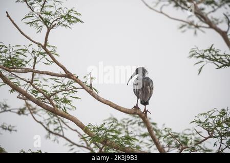 Sonnenterbe in Feuchtgebieten pantanal, Pantanal, Mato Grosso, Brasilien Stockfoto