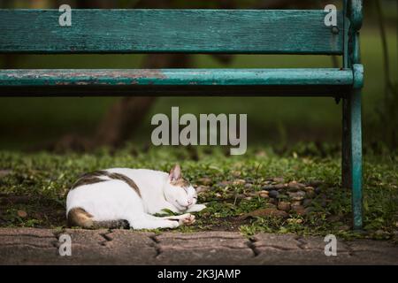 Nette verlorene Katze, die unter einer grünen Bank im öffentlichen Park schläft. Stockfoto