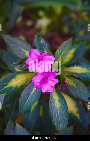 Eine vertikale Nahaufnahme von Neuguinea impatiens Blumen Stockfoto