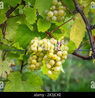 Trauben von weißen Trauben, die im Frühherbst auf den Reben wachsen. Stockfoto