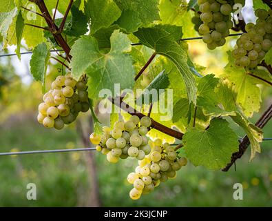 Trauben von weißen Trauben, die im Frühherbst auf den Reben wachsen. Stockfoto