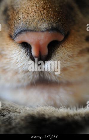 Nahaufnahme der Makrofotografie des schönen tabby Bengalen Katzengesichts. Große hellgrüne Augen. Stockfoto