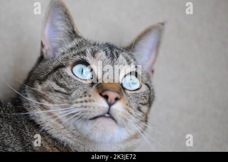 Nahaufnahme der Makrofotografie des schönen tabby Bengalen Katzengesichts. Große hellgrüne Augen. Stockfoto