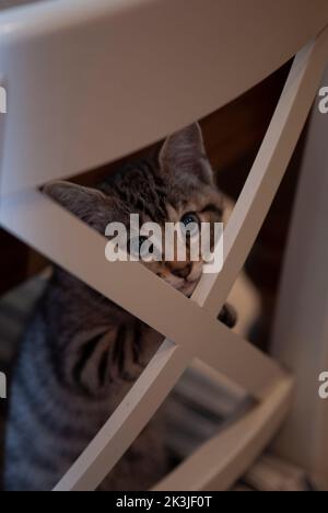 Tiny Kitten versteckt sich auf einem Küchenstuhl mit der Zunge heraus. Schöne blassgrüne Augen und sieht sehr schüchtern aus. Sehr niedlich für Kätzchen oder Katzenkalender Stockfoto