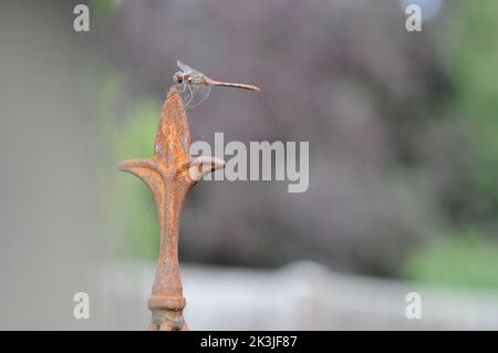 Makrofotografie die Fliege auf einem rostigen Obelisken. Detailreiche Nahaufnahme. Schwebend auf Objekt in Sonne. Stockfoto