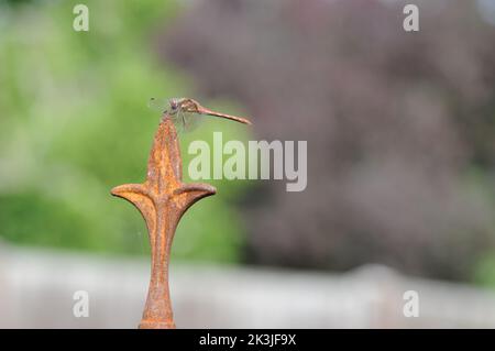 Makrofotografie die Fliege auf einem rostigen Obelisken. Detailreiche Nahaufnahme. Schwebend auf Objekt in Sonne. Stockfoto