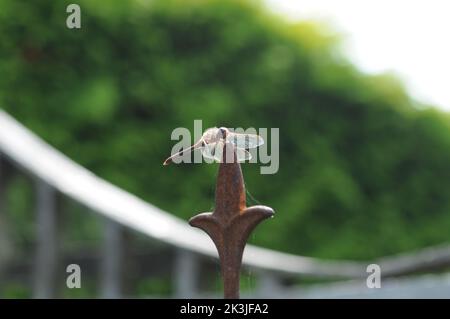 Makrofotografie die Fliege auf einem rostigen Obelisken. Detailreiche Nahaufnahme. Schwebend auf Objekt in Sonne. Stockfoto