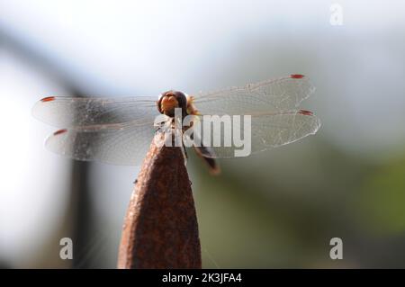 Makrofotografie die Fliege auf einem rostigen Obelisken. Detailreiche Nahaufnahme. Schwebend auf Objekt in Sonne. Stockfoto