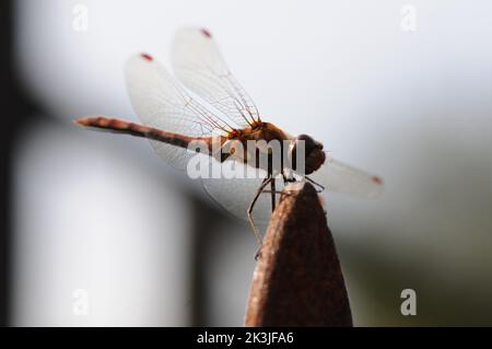 Makrofotografie die Fliege auf einem rostigen Obelisken. Detailreiche Nahaufnahme. Schwebend auf Objekt in Sonne. Stockfoto