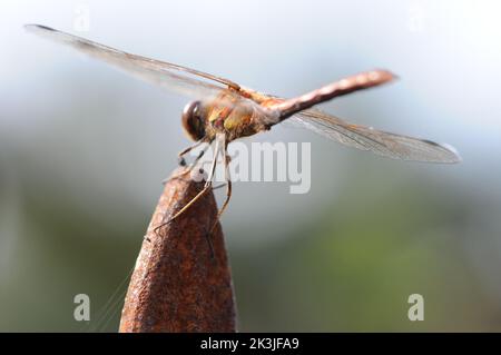 Makrofotografie die Fliege auf einem rostigen Obelisken. Detailreiche Nahaufnahme. Schwebend auf Objekt in Sonne. Stockfoto