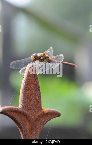 Makrofotografie die Fliege auf einem rostigen Obelisken. Detailreiche Nahaufnahme. Schwebend auf Objekt in Sonne. Stockfoto