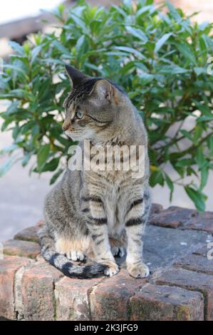 Tabby Cat Close Up Sommerterrasse Tabby Kittens Close Up. Stockfoto