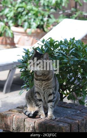 Tabby Cat Close Up Sommerterrasse Tabby Kittens Close Up. Stockfoto