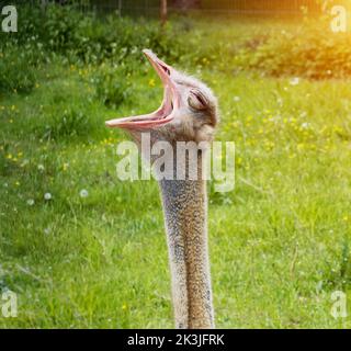 Porträt des Kopfes und des langen Halses eines Straußes mit einem offenen Schnabel vor dem Hintergrund von grünem Gras. Stockfoto