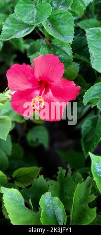 Eine vertikale Aufnahme des rosa chinesischen Hibiskus (Hibiscus rosa-sinensis) Stockfoto