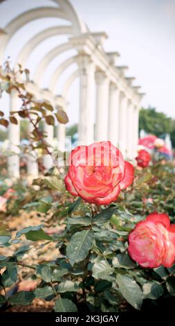 Eine vertikale Aufnahme von malerischen rosa Rosen mit einem schönen dekorativen Gebäude im Hintergrund Stockfoto