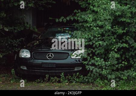 Ein verlassene Auto (Mercedes Benz) links in den Büschen langsam verblassen. Abgenutztes Auto versteckt in den Büschen und Blättern. Verlassene Auto in einem Busch. Stockfoto