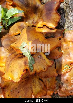 Orangenpilze wachsen auf einem Stumpf Stockfoto