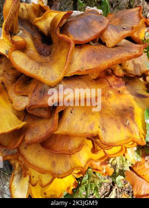 Orangenpilze wachsen auf einem Stumpf Stockfoto