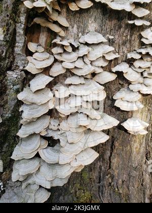 Weiße Pilze wachsen auf einem Baumstumpf Stockfoto