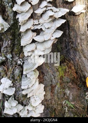 Weiße Pilze wachsen auf einem Baumstumpf Stockfoto